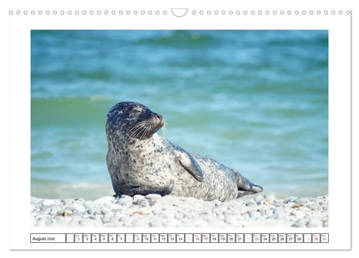 Bild: 9783516559101 | Seals on the Beach (Wall Calendar 2026 DIN A3 landscape), CALVENDO...