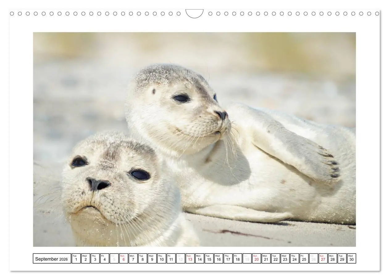 Bild: 9783516559101 | Seals on the Beach (Wall Calendar 2026 DIN A3 landscape), CALVENDO...