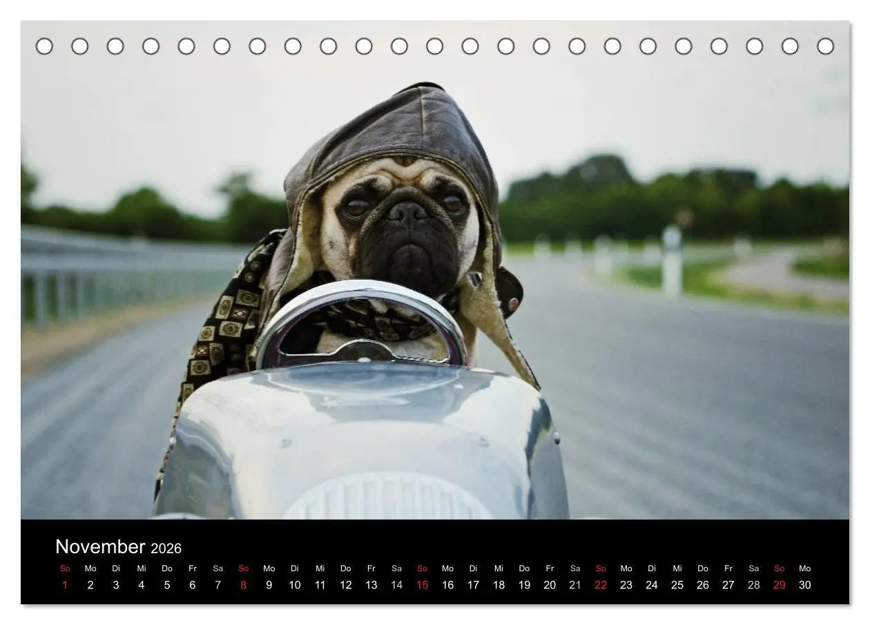 Bild: 9783516169201 | Der MOPS-Kalender (Tischkalender 2026 DIN A5 quer), CALVENDO...
