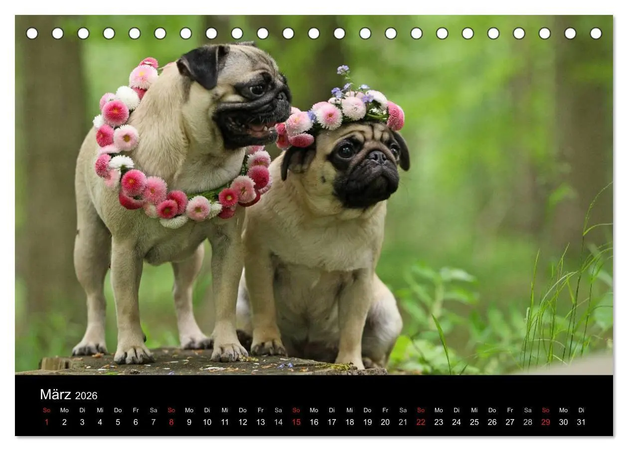 Bild: 9783516169201 | Der MOPS-Kalender (Tischkalender 2026 DIN A5 quer), CALVENDO...
