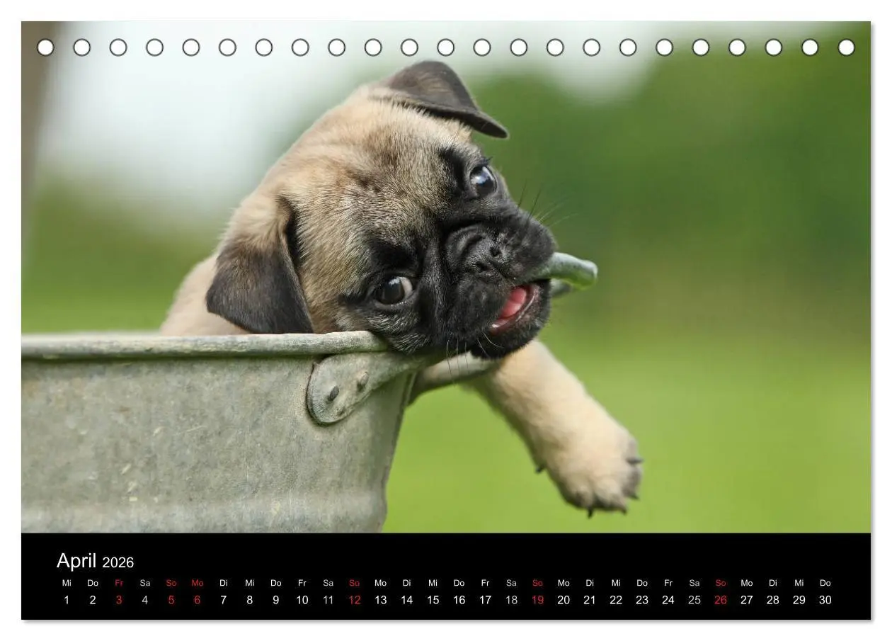 Bild: 9783516169201 | Der MOPS-Kalender (Tischkalender 2026 DIN A5 quer), CALVENDO...