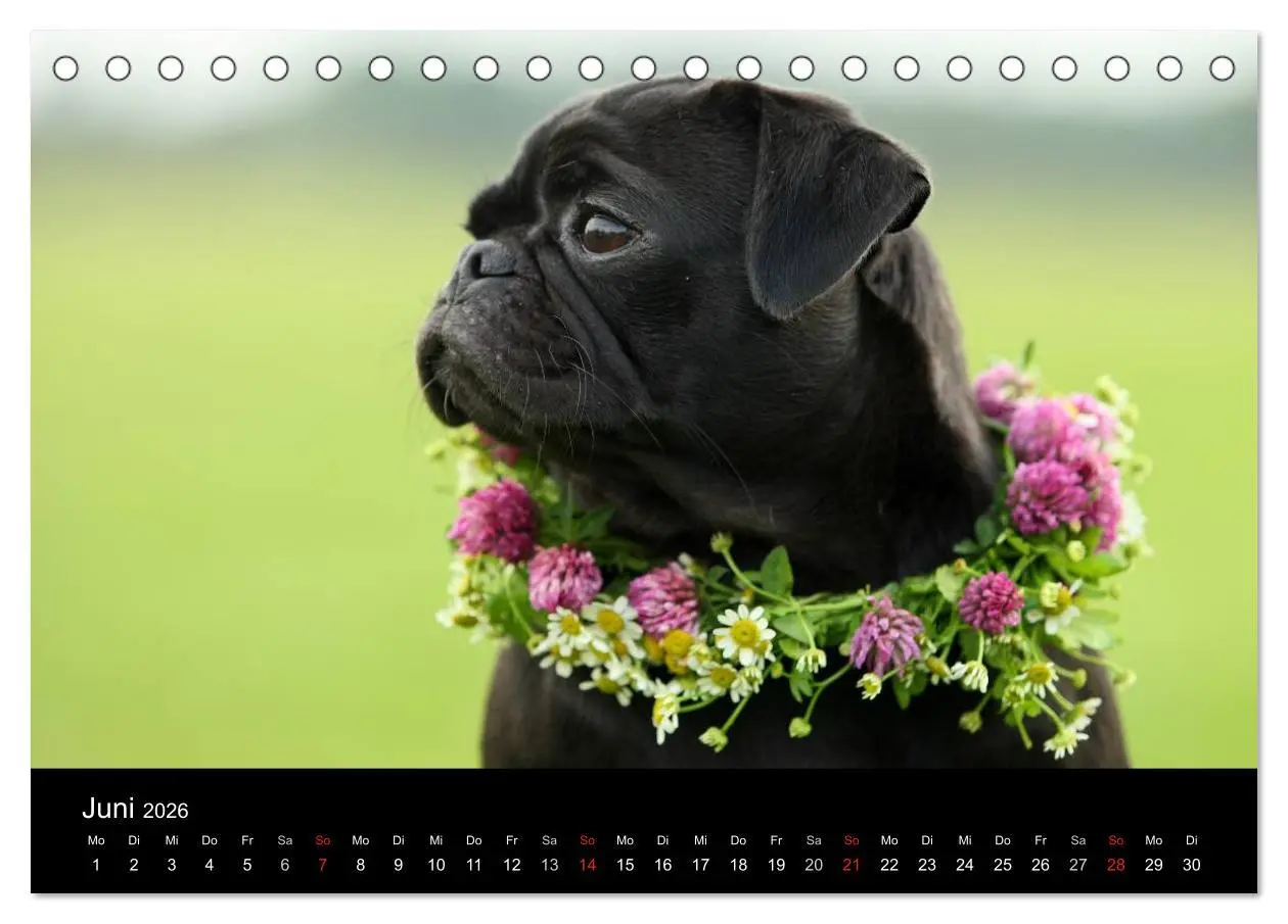 Bild: 9783516169201 | Der MOPS-Kalender (Tischkalender 2026 DIN A5 quer), CALVENDO...