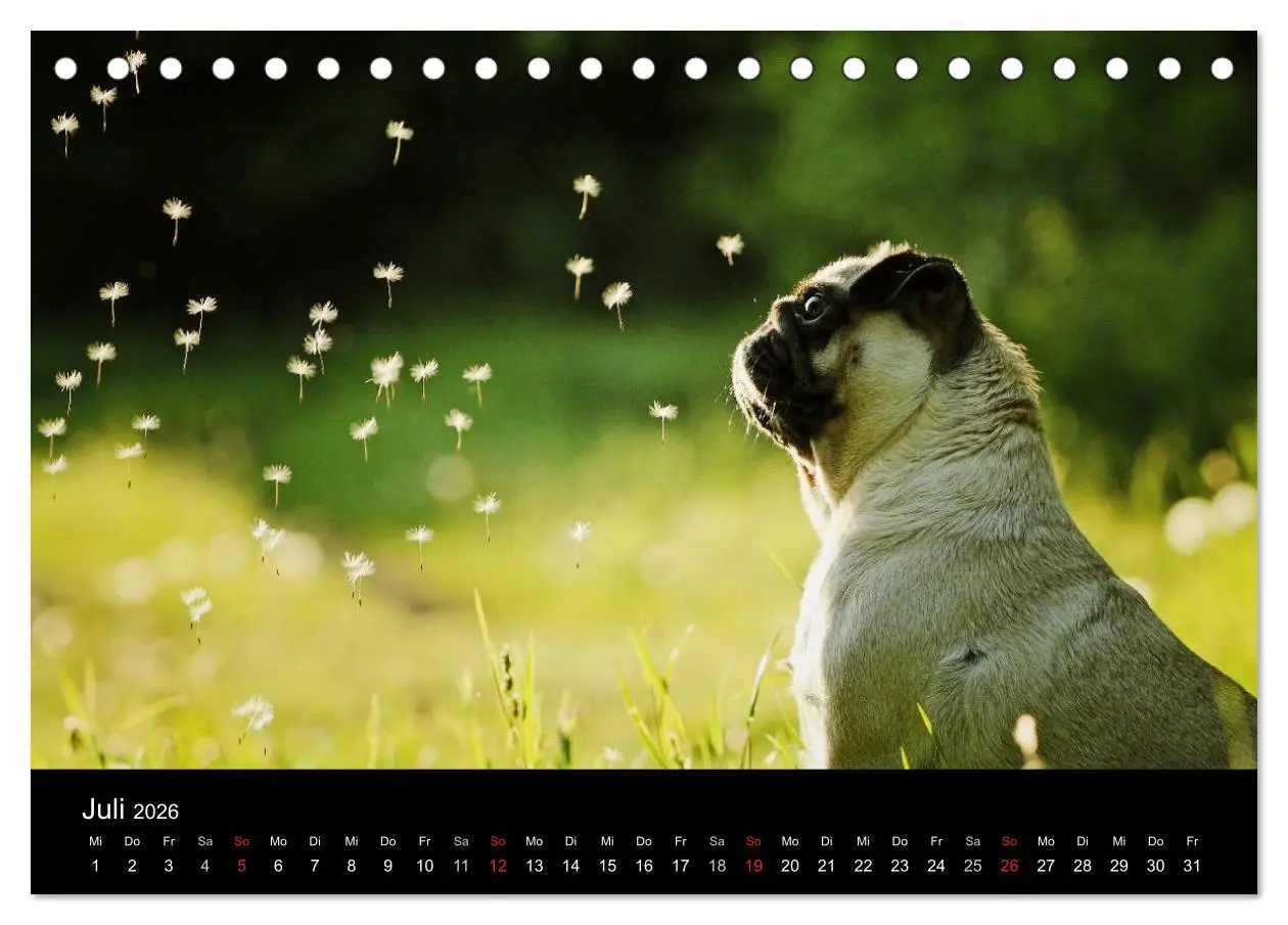 Bild: 9783516169201 | Der MOPS-Kalender (Tischkalender 2026 DIN A5 quer), CALVENDO...