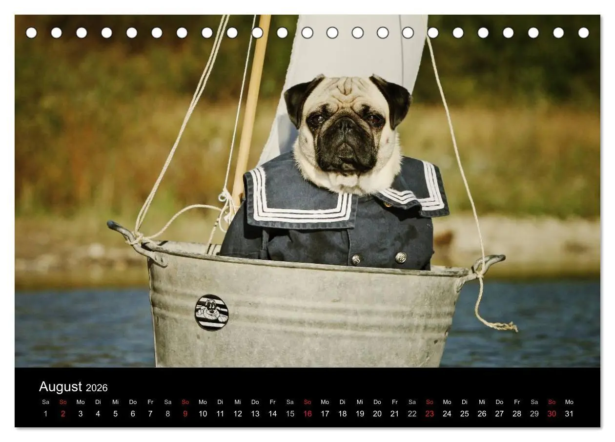 Bild: 9783516169201 | Der MOPS-Kalender (Tischkalender 2026 DIN A5 quer), CALVENDO...