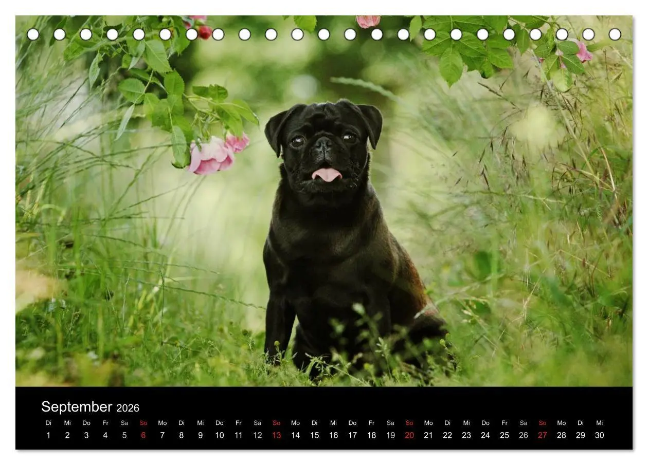 Bild: 9783516169201 | Der MOPS-Kalender (Tischkalender 2026 DIN A5 quer), CALVENDO...