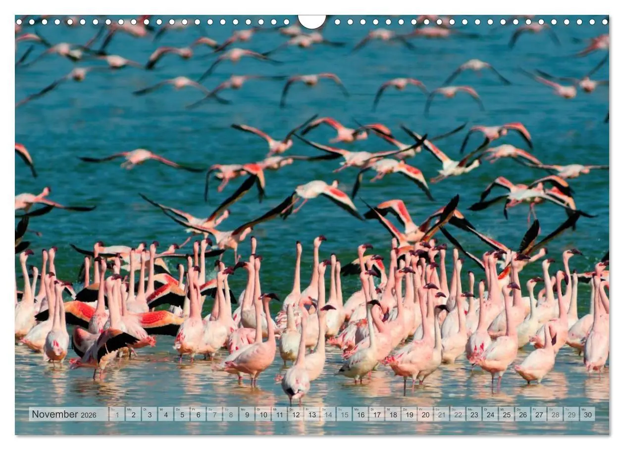 Bild: 9783516239201 | Afrikas Tierwelt Christian Heeb (Wandkalender 2026 DIN A3 quer),...
