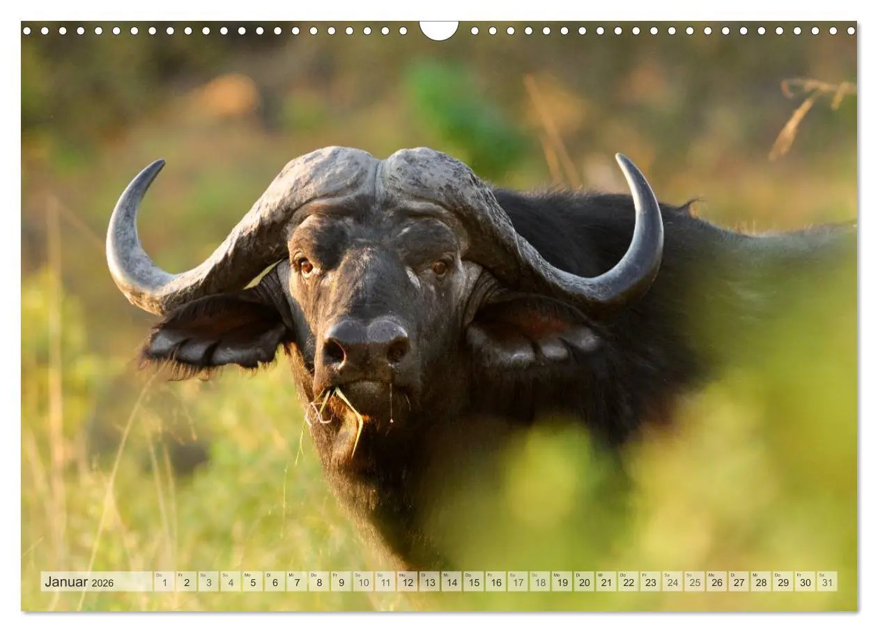 Bild: 9783516239201 | Afrikas Tierwelt Christian Heeb (Wandkalender 2026 DIN A3 quer),...