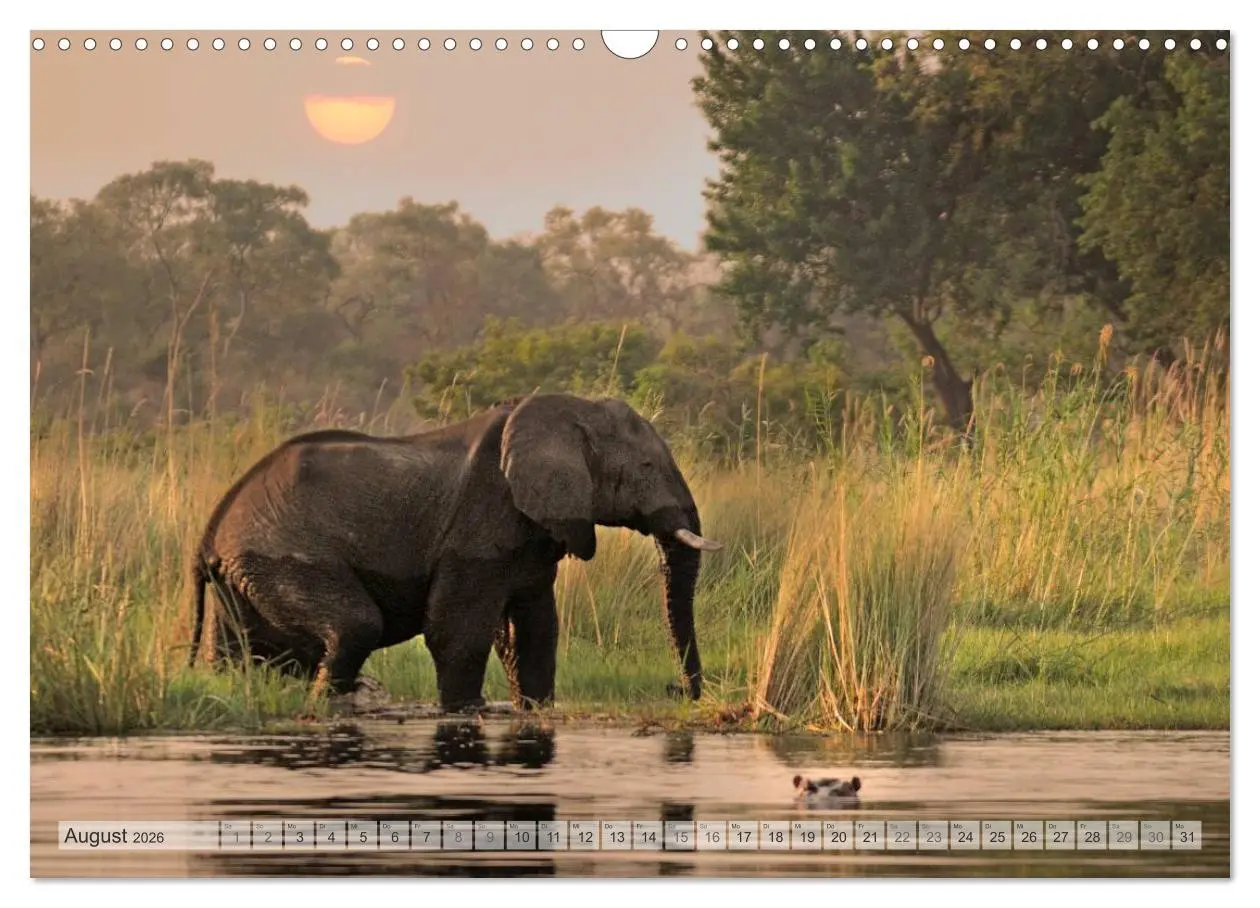 Bild: 9783516239201 | Afrikas Tierwelt Christian Heeb (Wandkalender 2026 DIN A3 quer),...