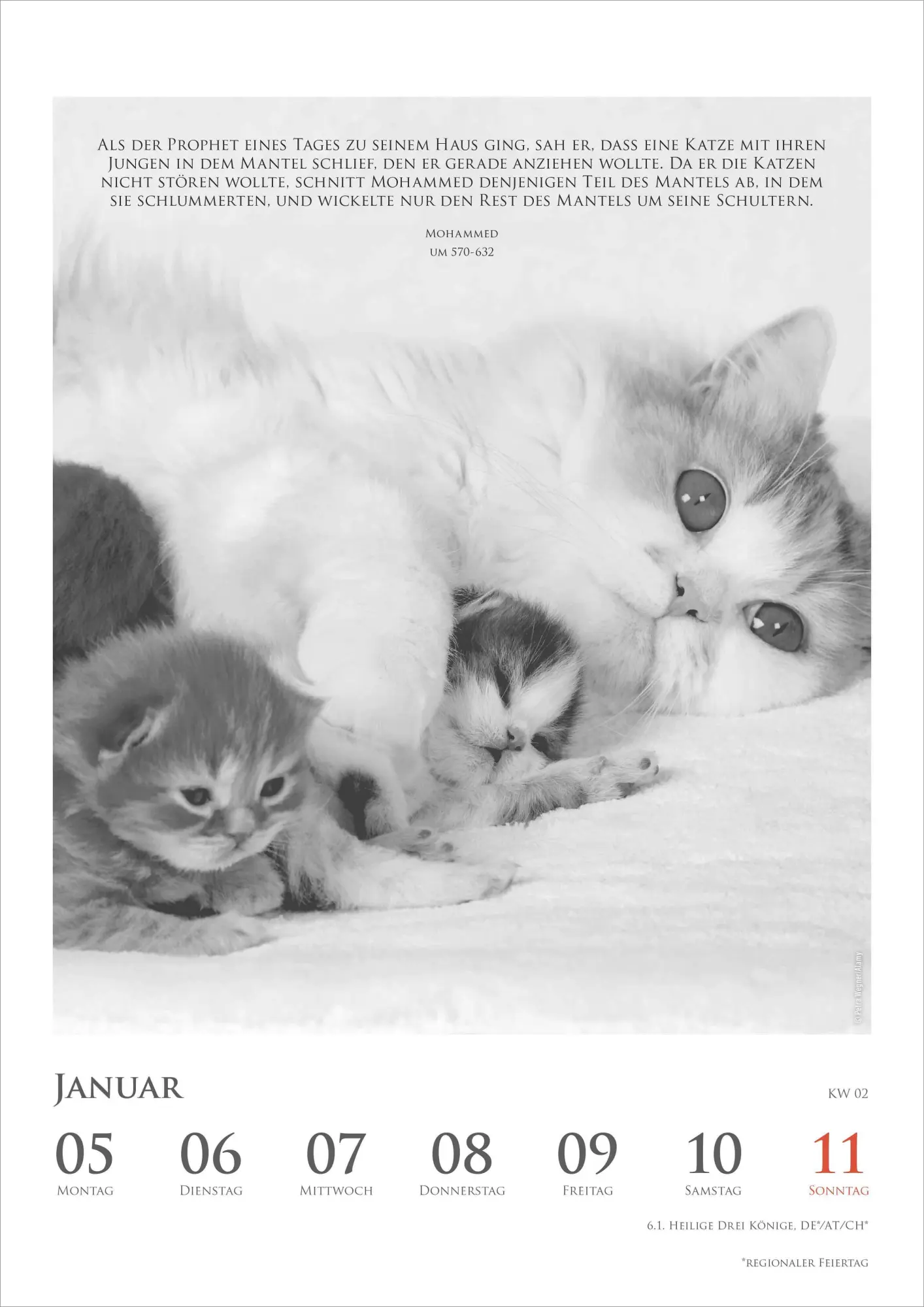 Bild: 4069095009301 | Der poetische Katzenkalender im Format 21 x 29,7 | Alpha Edition