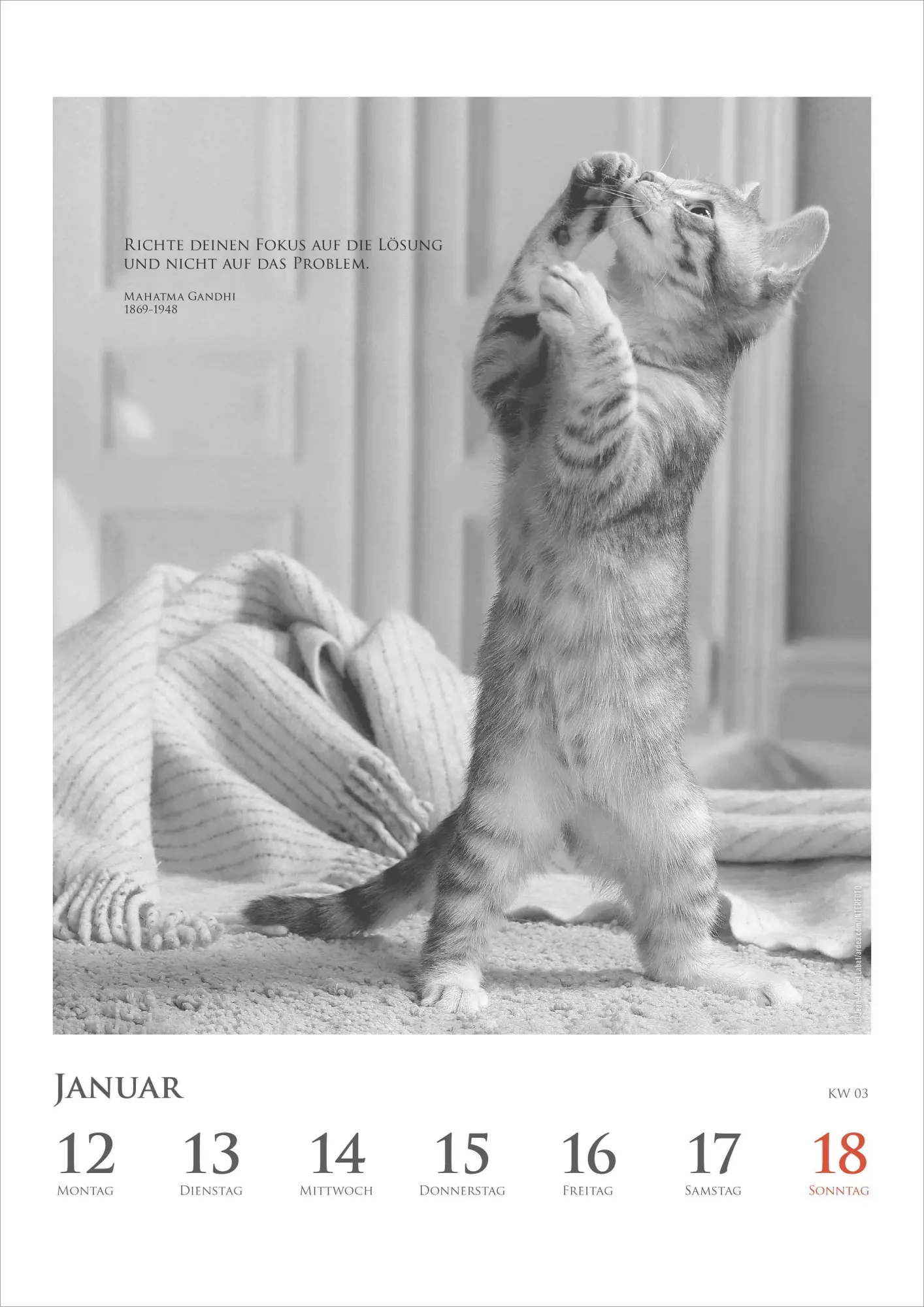Bild: 4069095009301 | Der poetische Katzenkalender im Format 21 x 29,7 | Alpha Edition