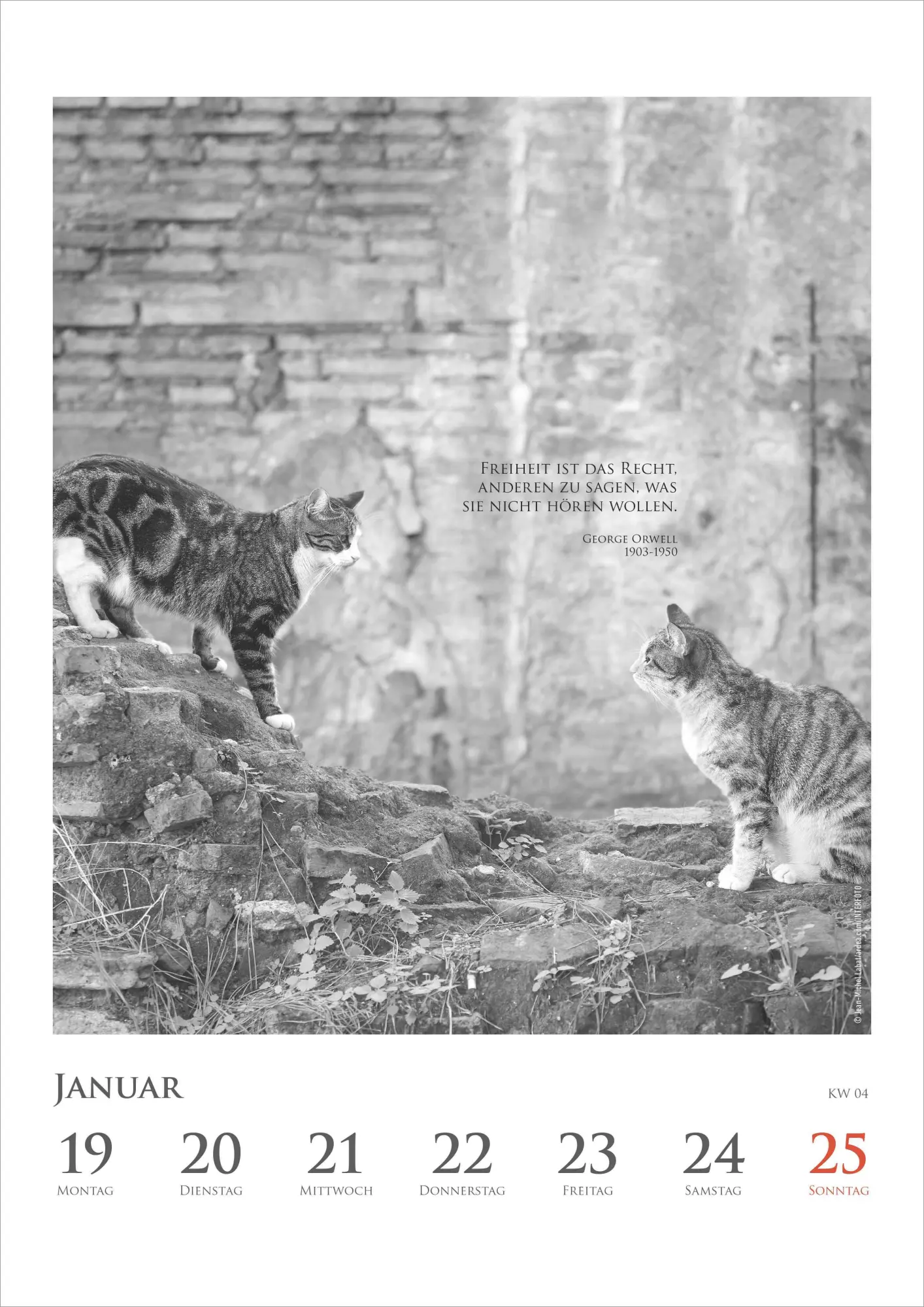 Bild: 4069095009301 | Der poetische Katzenkalender im Format 21 x 29,7 | Alpha Edition