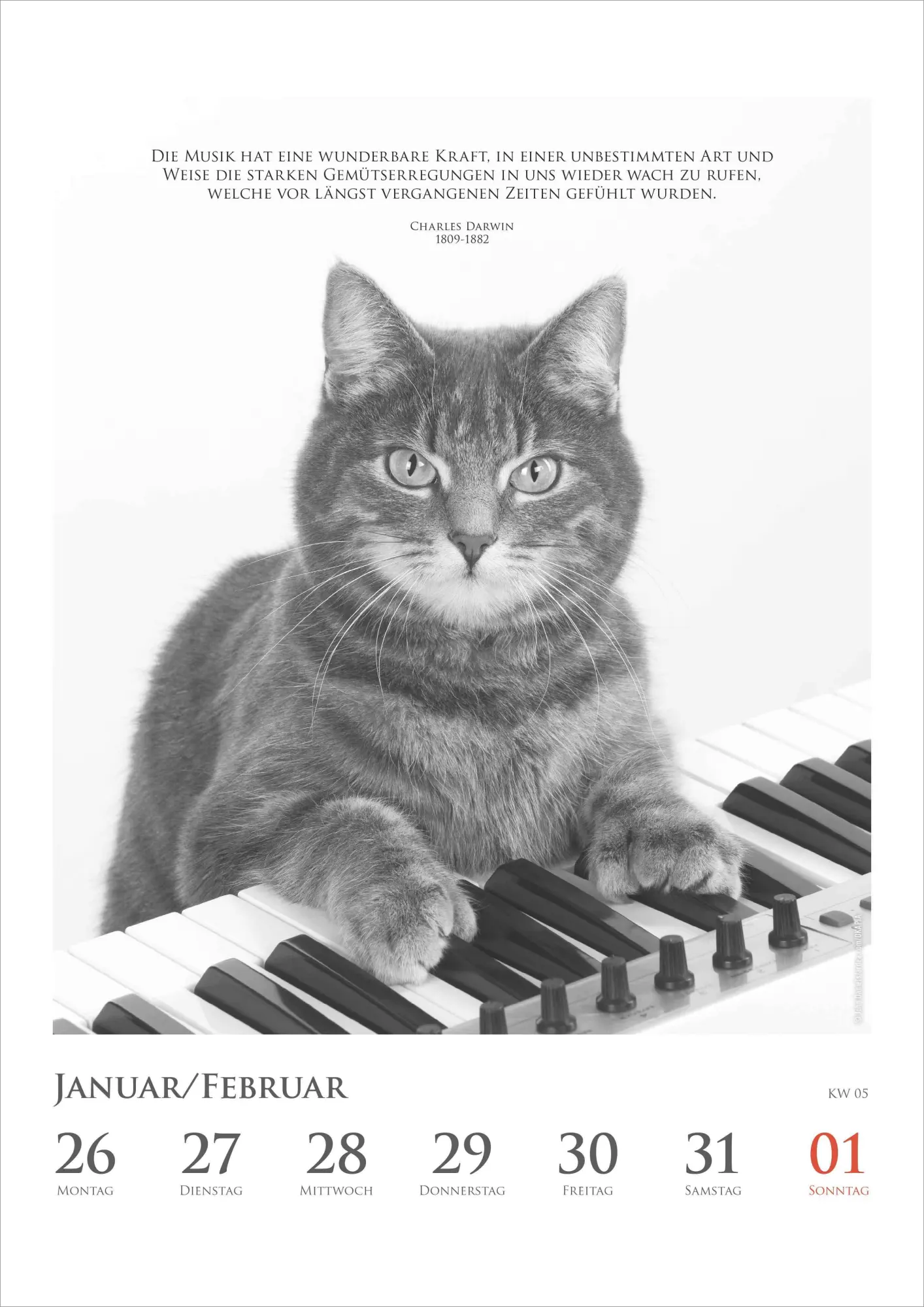 Bild: 4069095009301 | Der poetische Katzenkalender im Format 21 x 29,7 | Alpha Edition