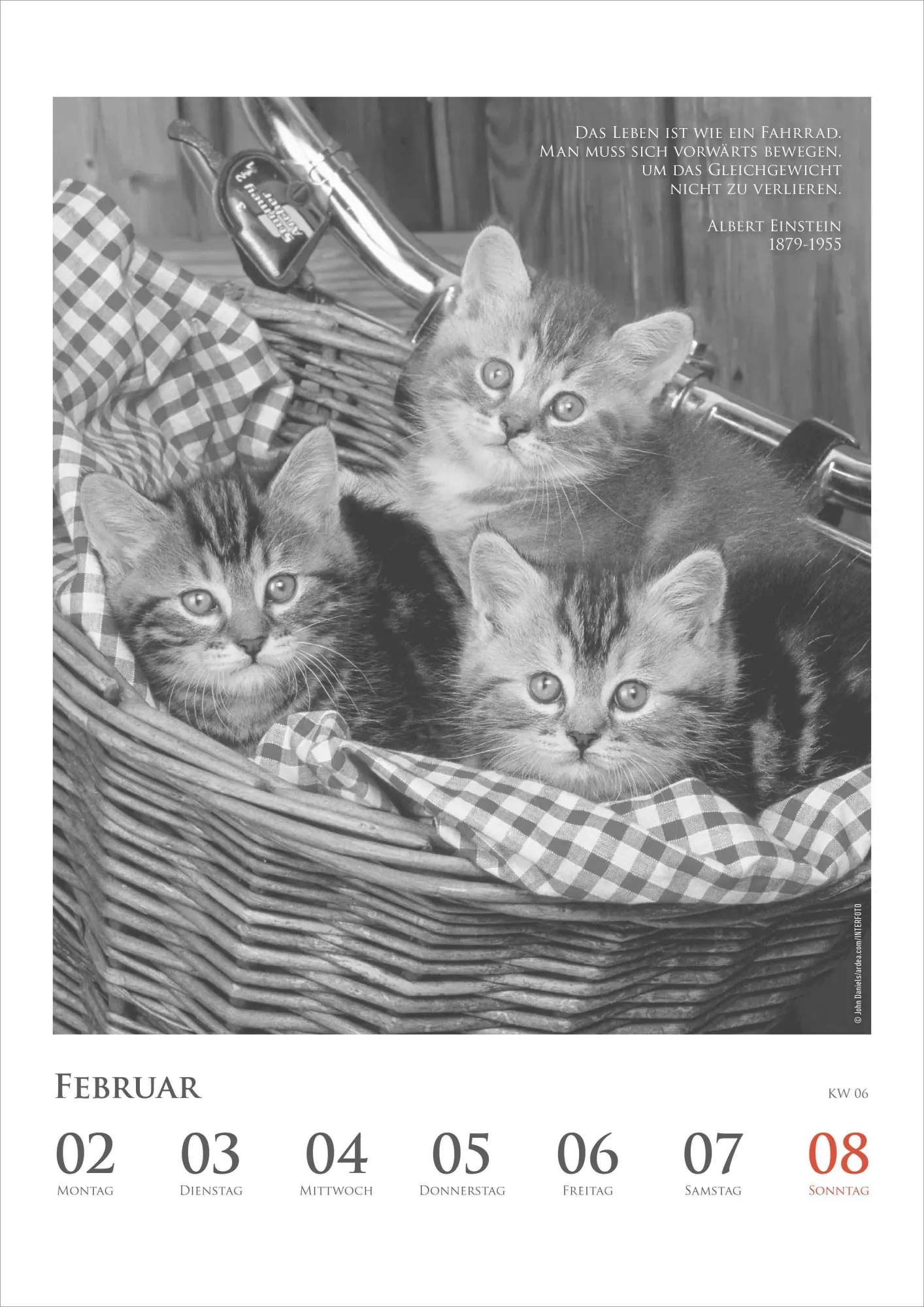 Bild: 4069095009301 | Der poetische Katzenkalender im Format 21 x 29,7 | Alpha Edition