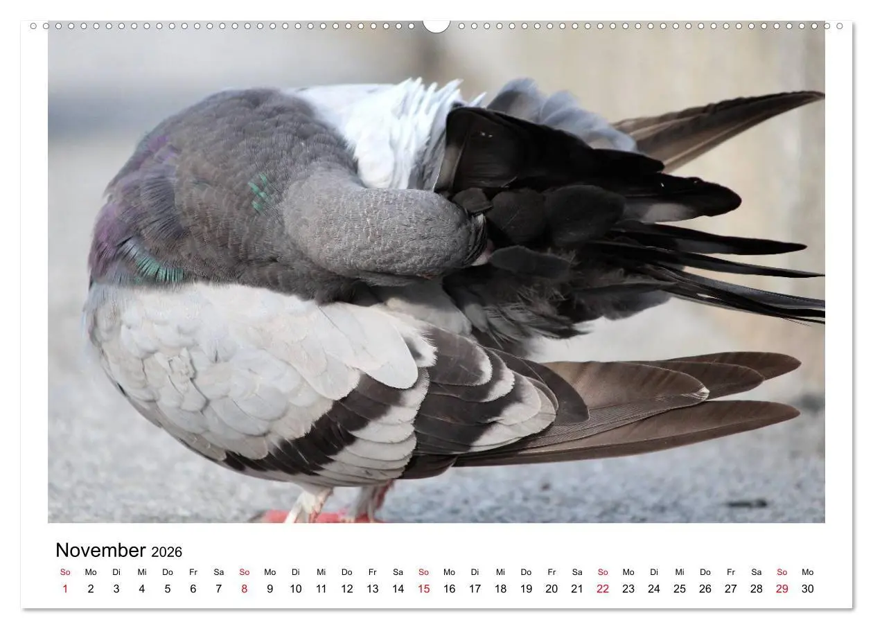 Bild: 9783516159301 | Geliebte Tauben (Wandkalender 2026 DIN A2 quer), CALVENDO...