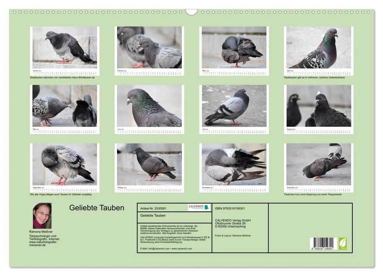 Bild: 9783516159301 | Geliebte Tauben (Wandkalender 2026 DIN A2 quer), CALVENDO...