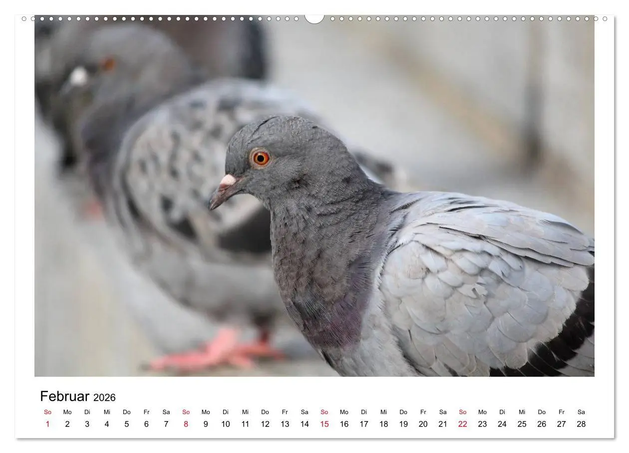 Bild: 9783516159301 | Geliebte Tauben (Wandkalender 2026 DIN A2 quer), CALVENDO...