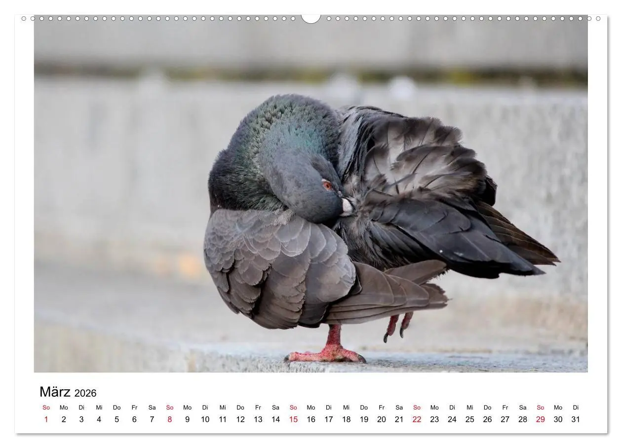 Bild: 9783516159301 | Geliebte Tauben (Wandkalender 2026 DIN A2 quer), CALVENDO...