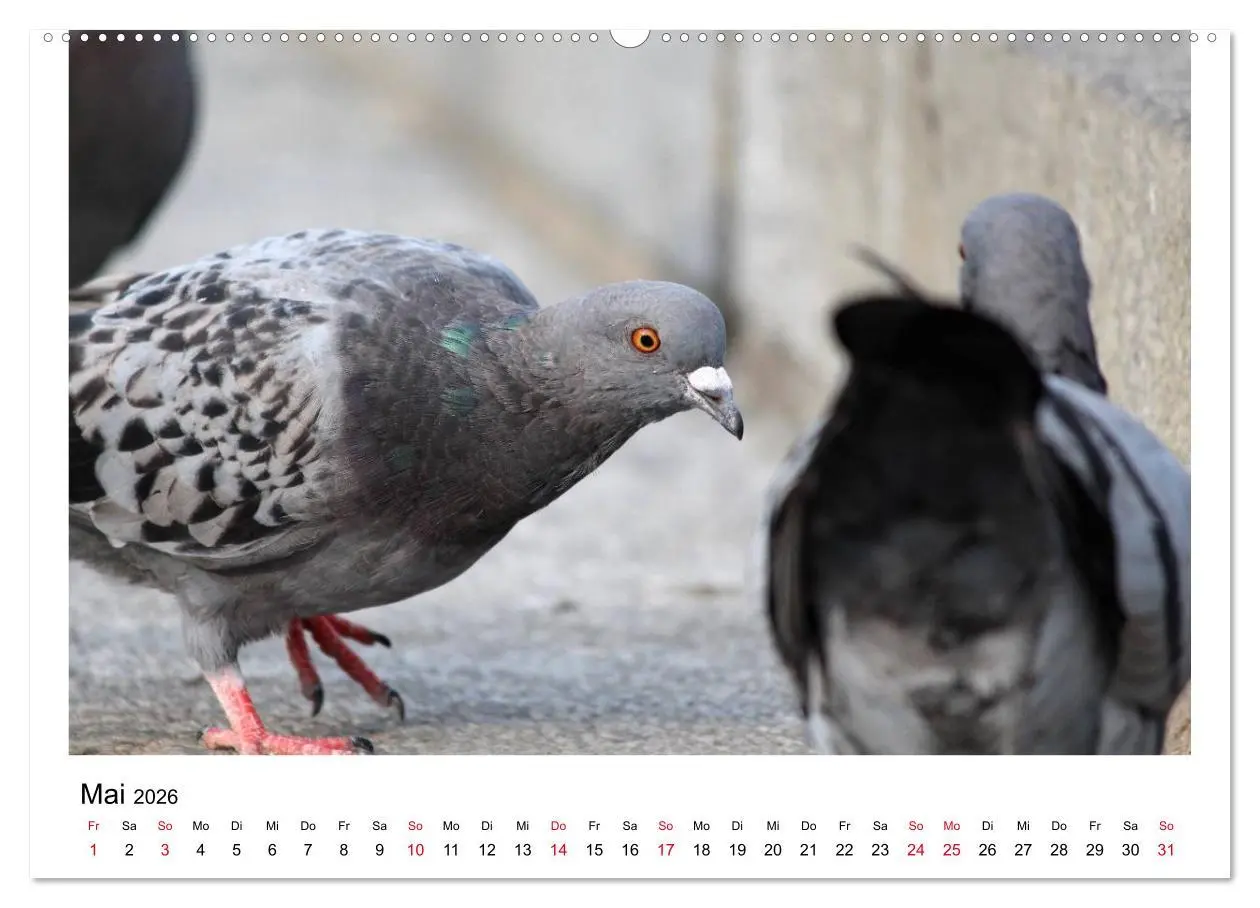 Bild: 9783516159301 | Geliebte Tauben (Wandkalender 2026 DIN A2 quer), CALVENDO...