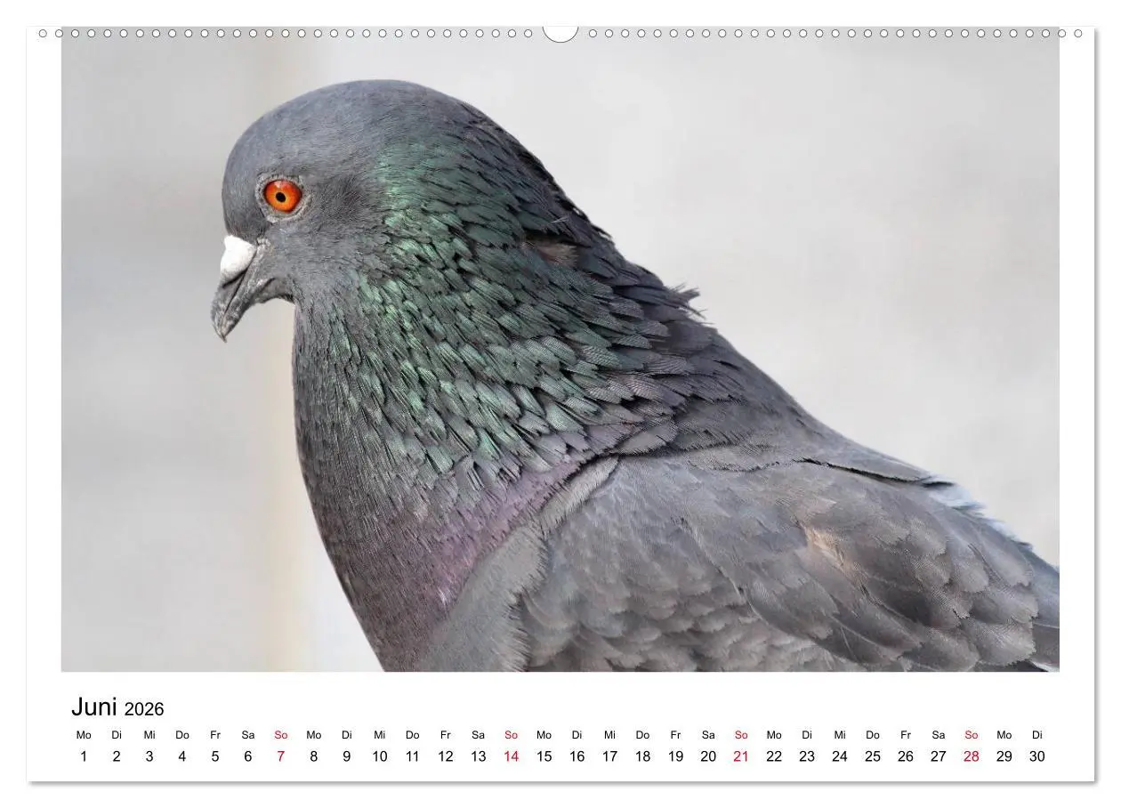 Bild: 9783516159301 | Geliebte Tauben (Wandkalender 2026 DIN A2 quer), CALVENDO...