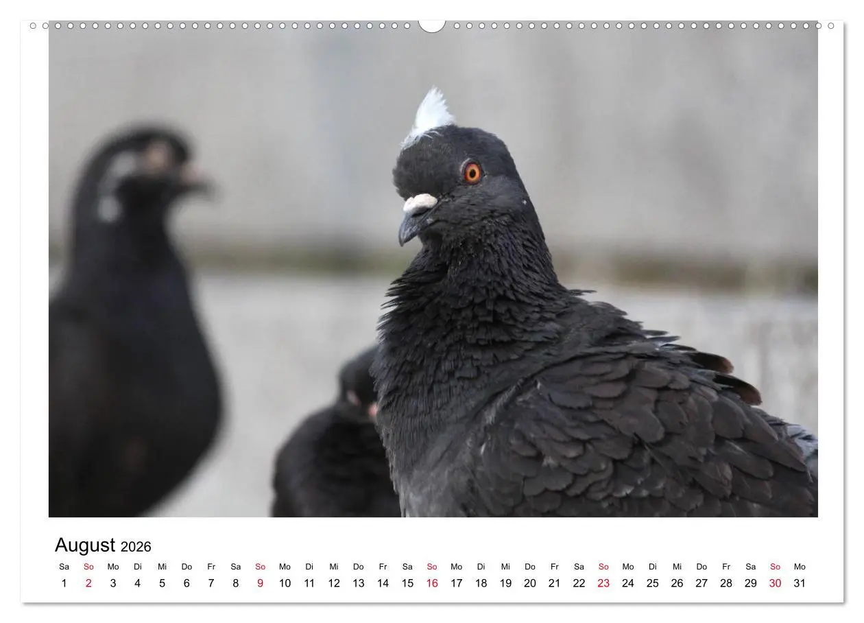 Bild: 9783516159301 | Geliebte Tauben (Wandkalender 2026 DIN A2 quer), CALVENDO...