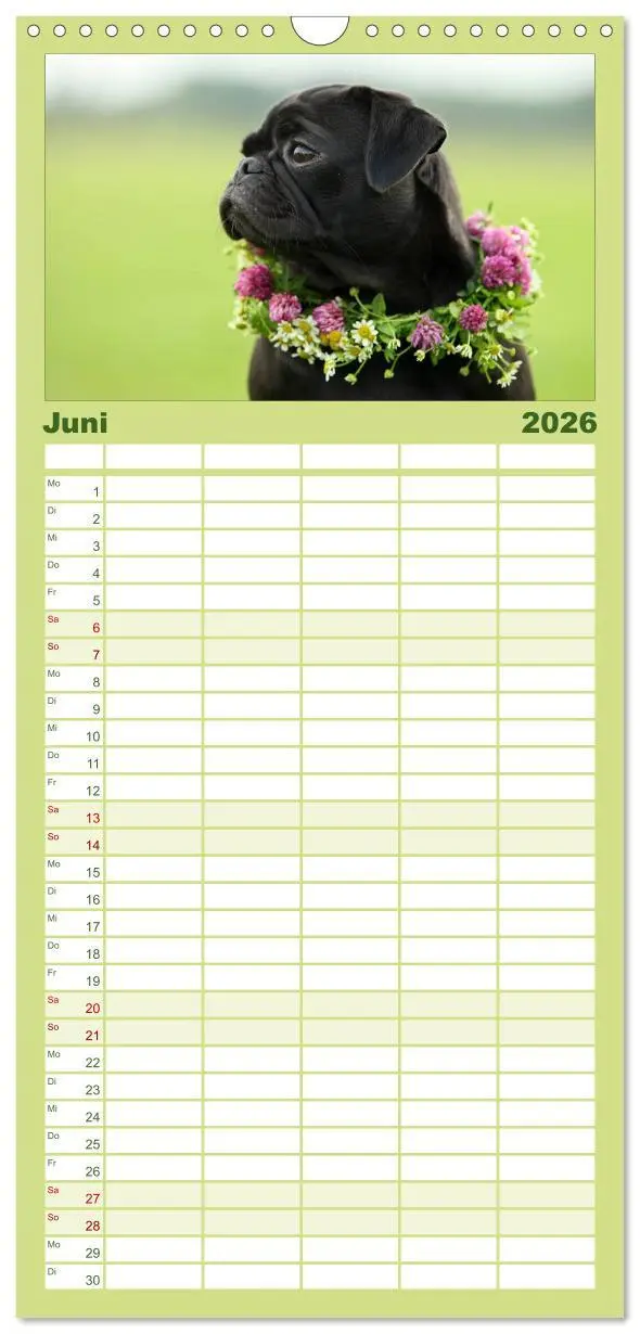 Bild: 9783516519501 | Familienplaner 2026 - Der MOPS-Kalender mit 5 Spalten...