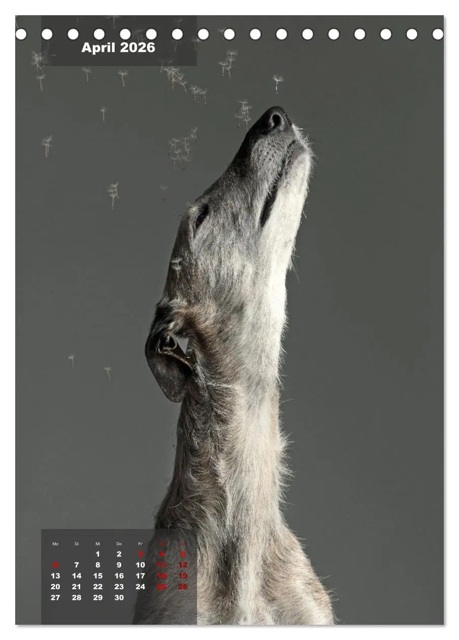 Bild: 9783516369601 | UNDERDOG - Windhundportraits (Tischkalender 2026 DIN A5 hoch),...