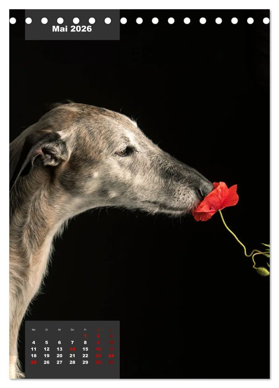 Bild: 9783516369601 | UNDERDOG - Windhundportraits (Tischkalender 2026 DIN A5 hoch),...