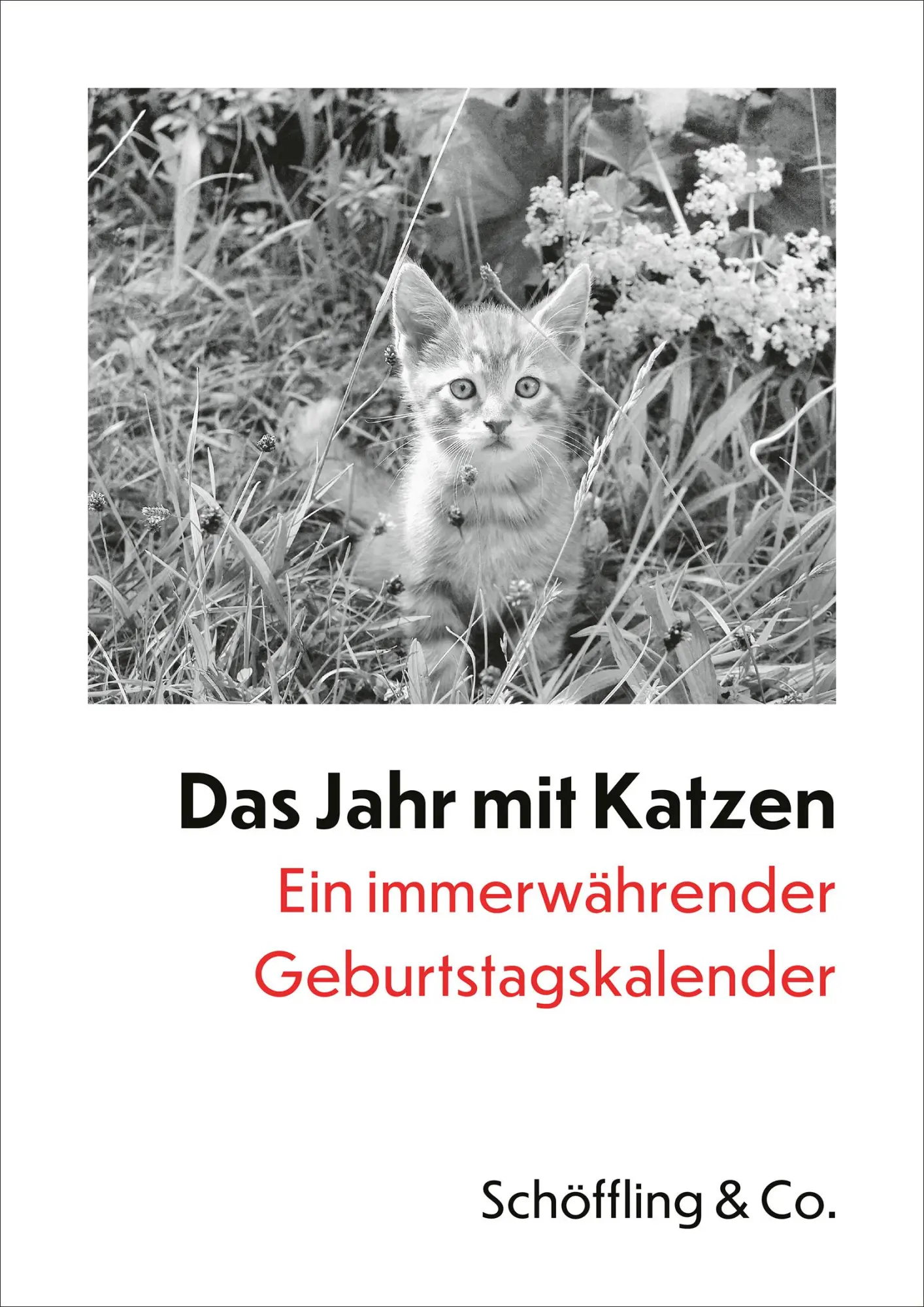 Cover: 9783895619601 | Das Jahr mit Katzen | Julia Bachstein | Kalender | 56 S. | Deutsch