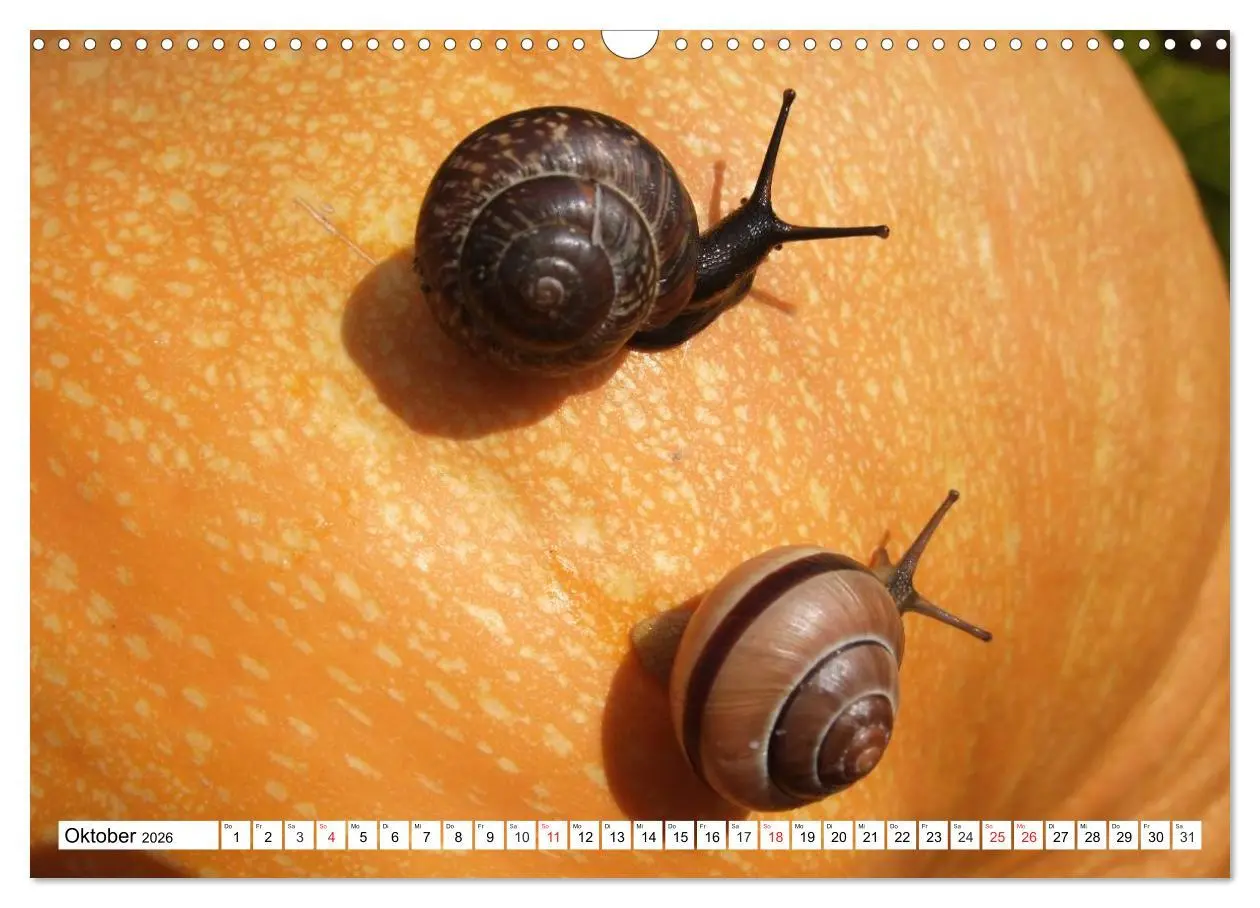 Bild: 9783457959701 | Meine Schnecken (Wandkalender 2026 DIN A3 quer), CALVENDO...