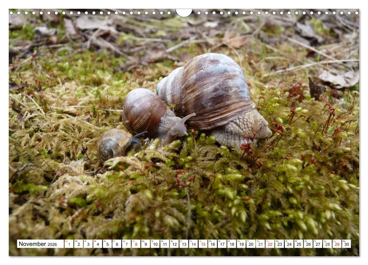 Bild: 9783457959701 | Meine Schnecken (Wandkalender 2026 DIN A3 quer), CALVENDO...
