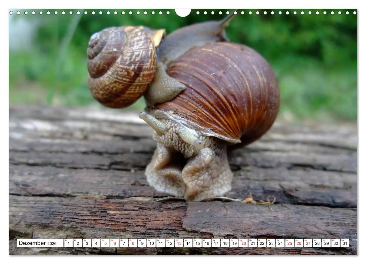Bild: 9783457959701 | Meine Schnecken (Wandkalender 2026 DIN A3 quer), CALVENDO...