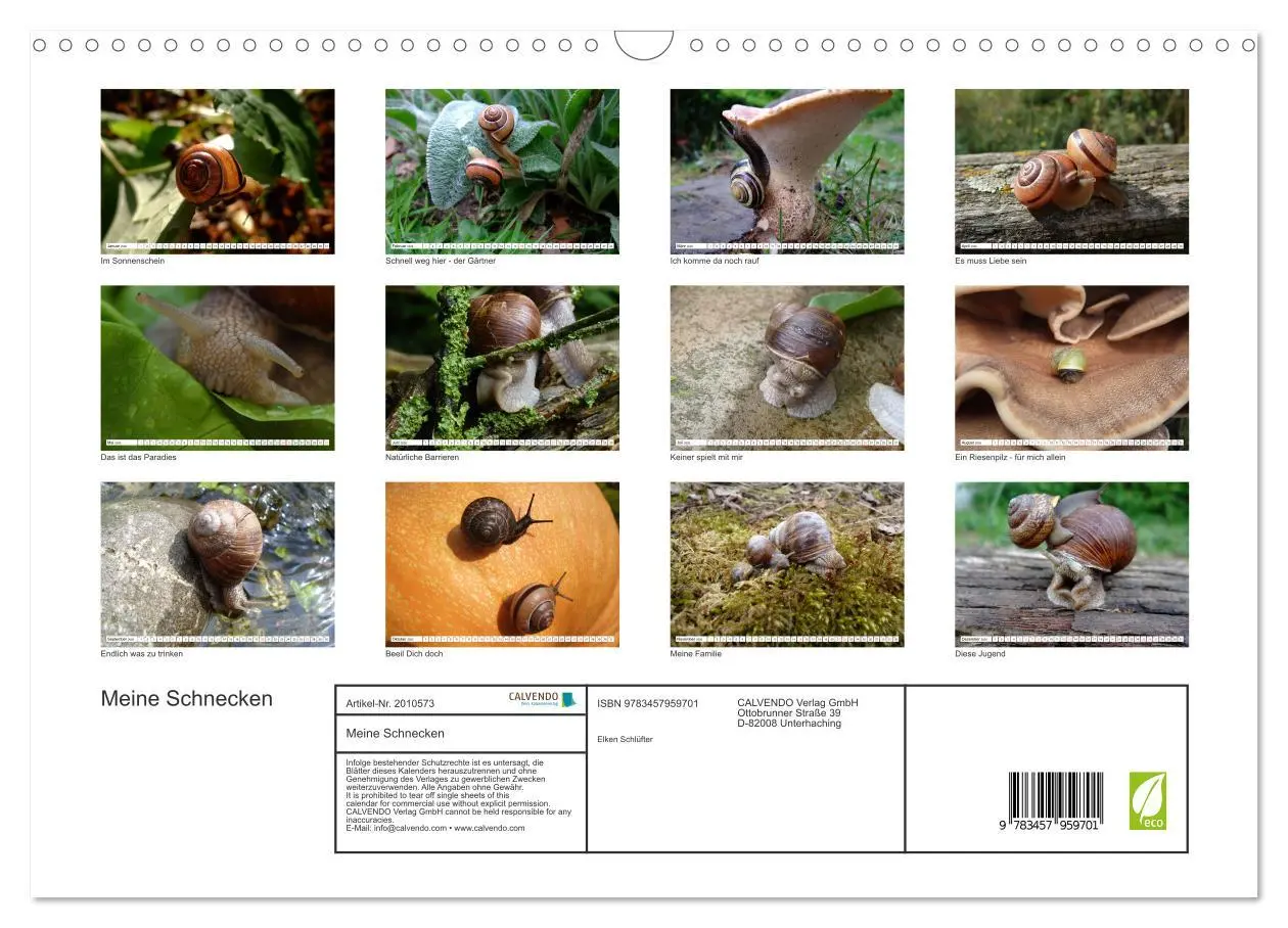 Bild: 9783457959701 | Meine Schnecken (Wandkalender 2026 DIN A3 quer), CALVENDO...