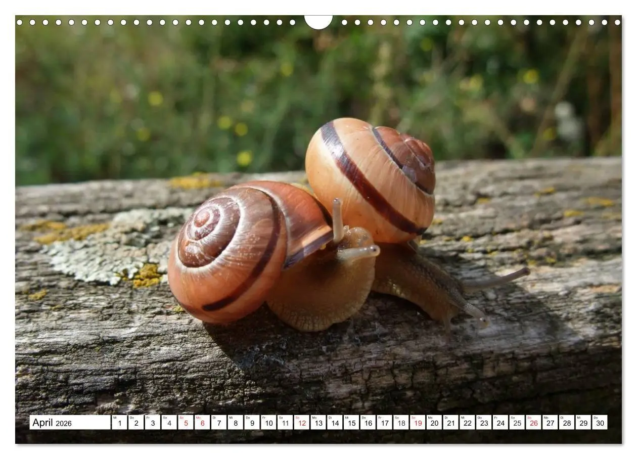 Bild: 9783457959701 | Meine Schnecken (Wandkalender 2026 DIN A3 quer), CALVENDO...