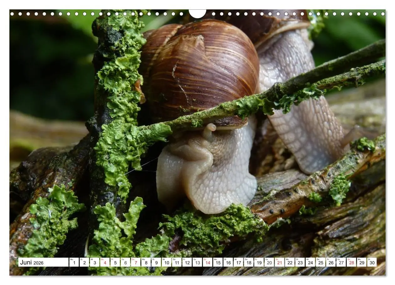 Bild: 9783457959701 | Meine Schnecken (Wandkalender 2026 DIN A3 quer), CALVENDO...