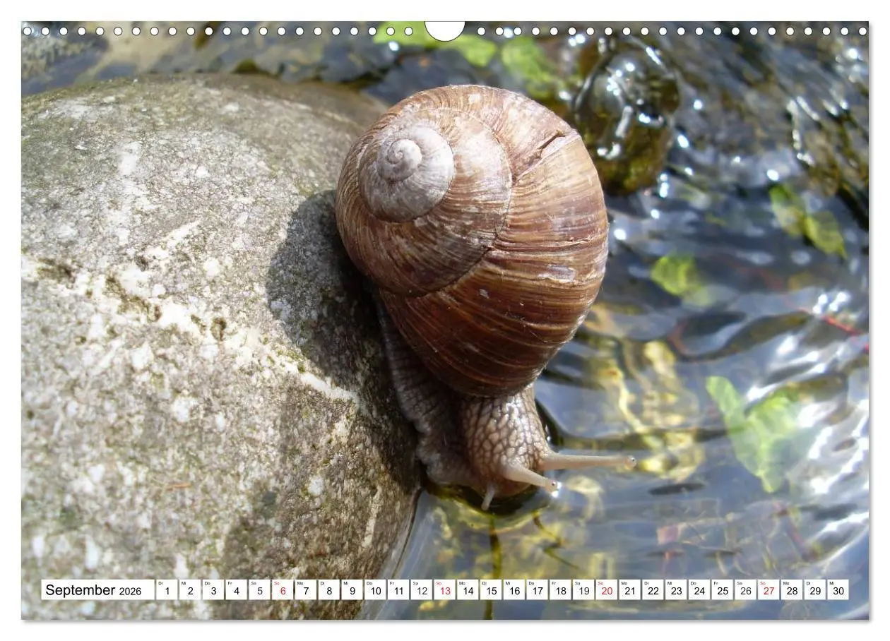 Bild: 9783457959701 | Meine Schnecken (Wandkalender 2026 DIN A3 quer), CALVENDO...