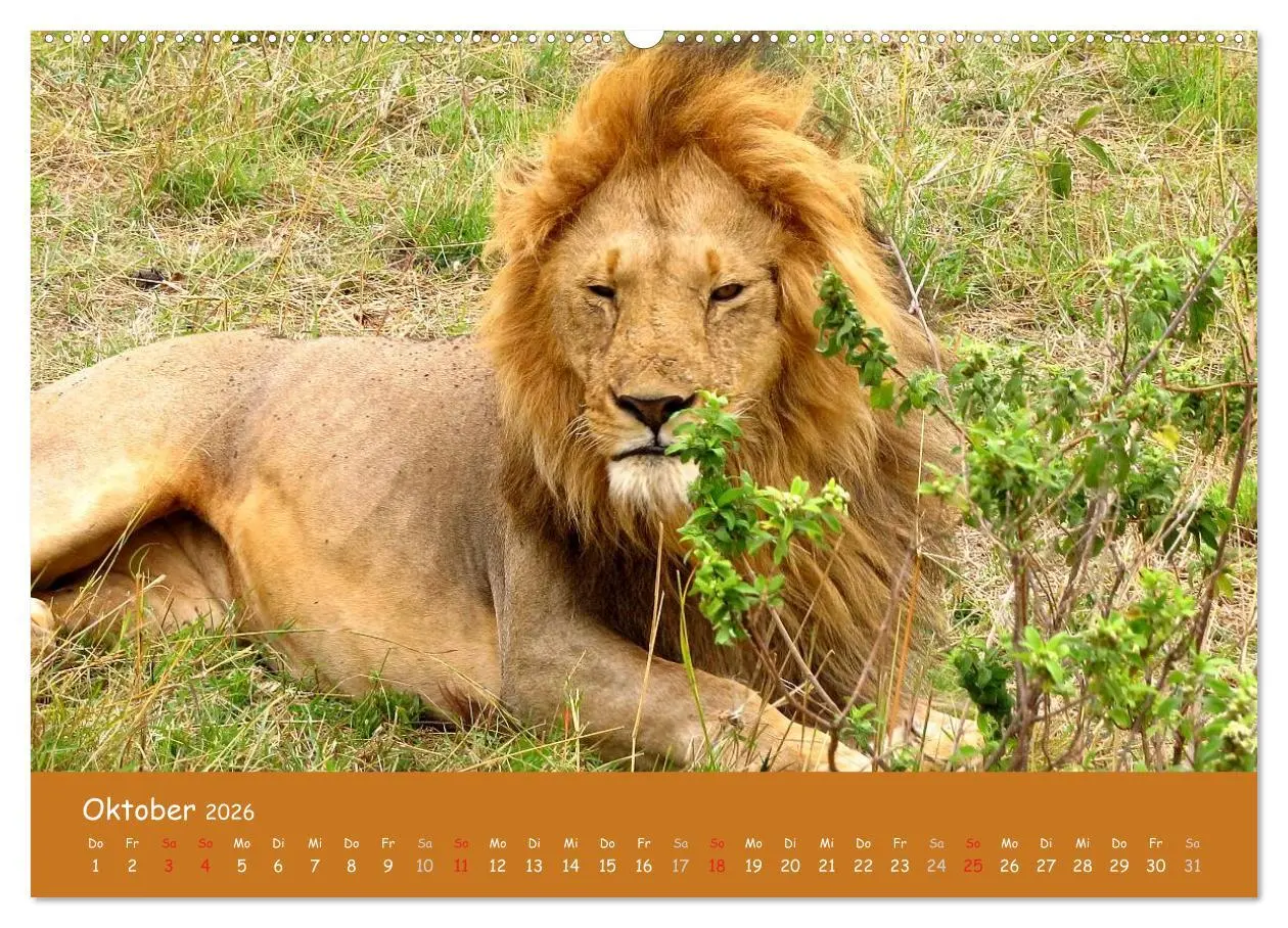 Bild: 9783516119701 | Auge in Auge mit den Tieren Afrikas (Wandkalender 2026 DIN A2...