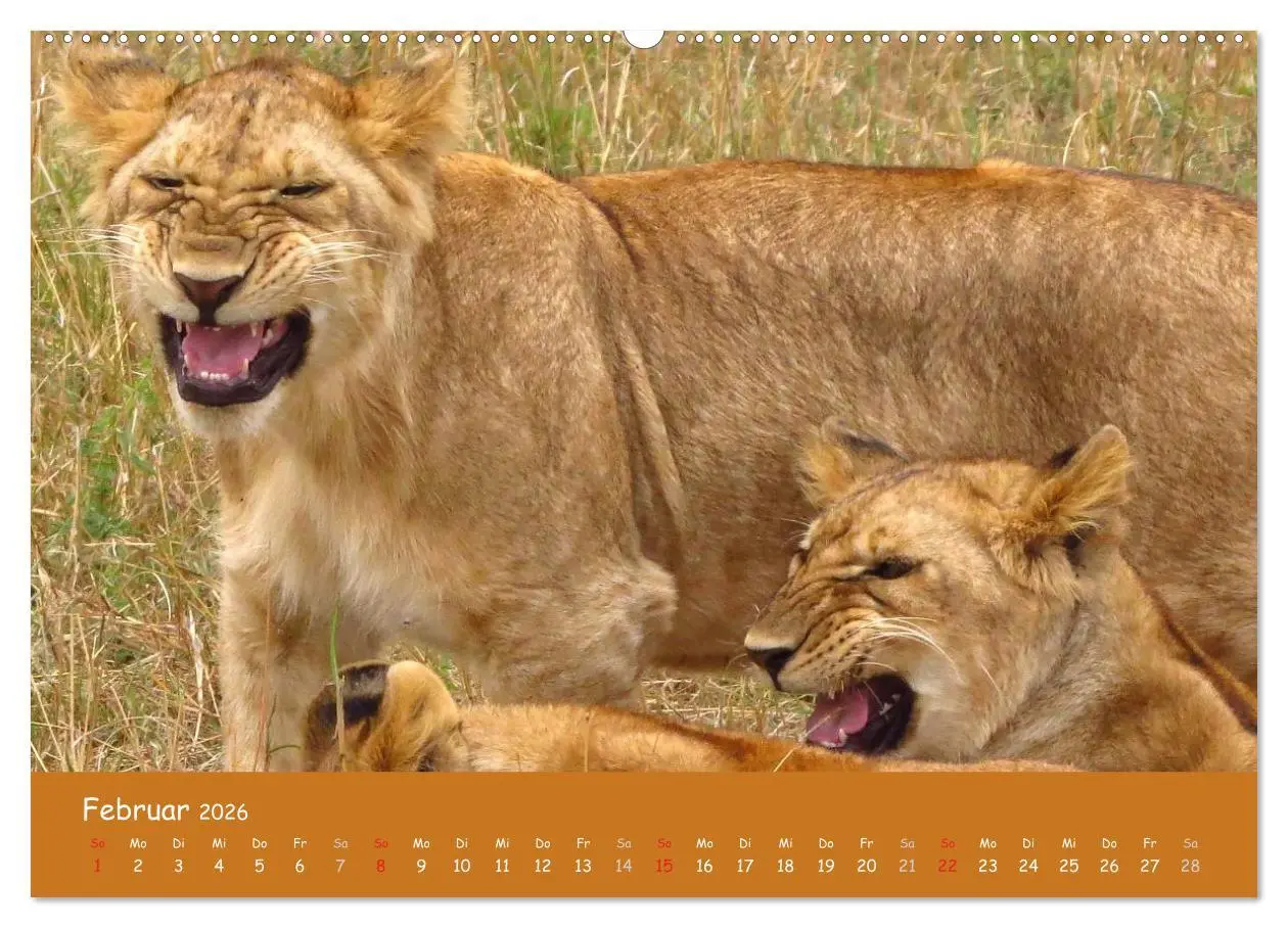 Bild: 9783516119701 | Auge in Auge mit den Tieren Afrikas (Wandkalender 2026 DIN A2...