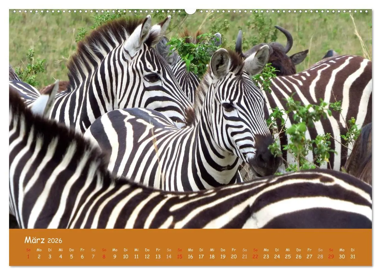 Bild: 9783516119701 | Auge in Auge mit den Tieren Afrikas (Wandkalender 2026 DIN A2...