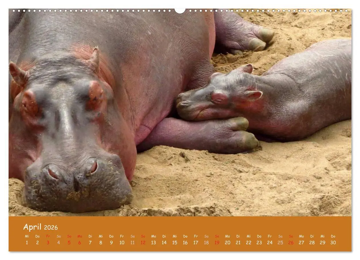 Bild: 9783516119701 | Auge in Auge mit den Tieren Afrikas (Wandkalender 2026 DIN A2...