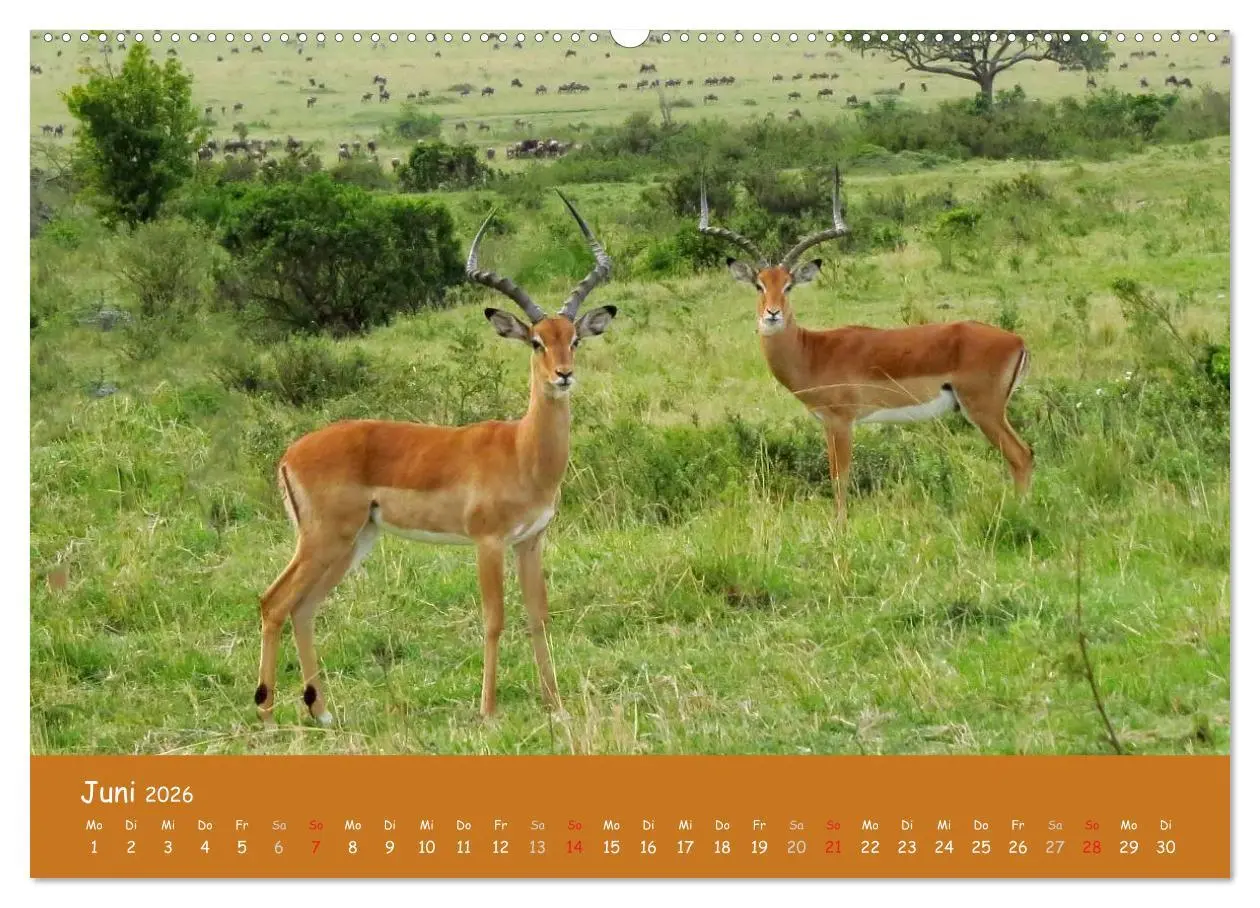 Bild: 9783516119701 | Auge in Auge mit den Tieren Afrikas (Wandkalender 2026 DIN A2...