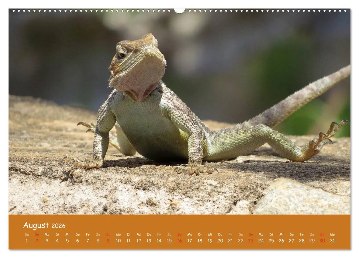 Bild: 9783516119701 | Auge in Auge mit den Tieren Afrikas (Wandkalender 2026 DIN A2...