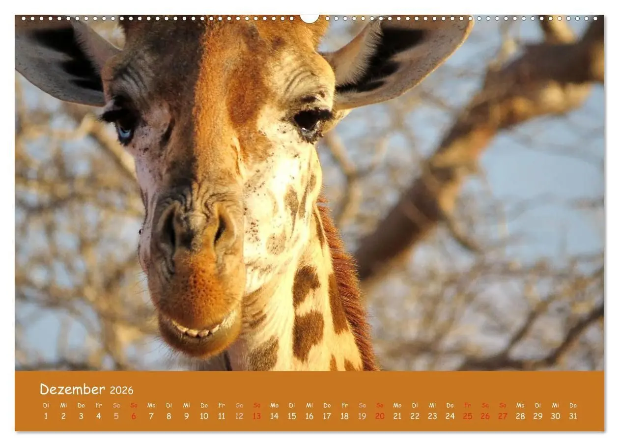 Bild: 9783516119701 | Auge in Auge mit den Tieren Afrikas (Wandkalender 2026 DIN A2...