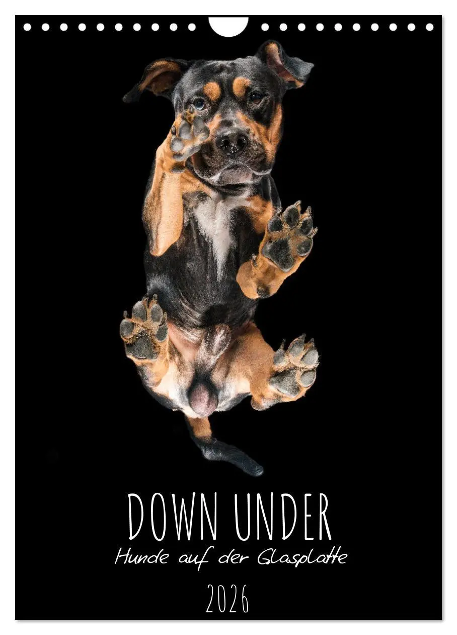 Cover: 9783516359701 | Down Under - Hunde auf der Glasplatte (Wandkalender 2026 DIN A4...