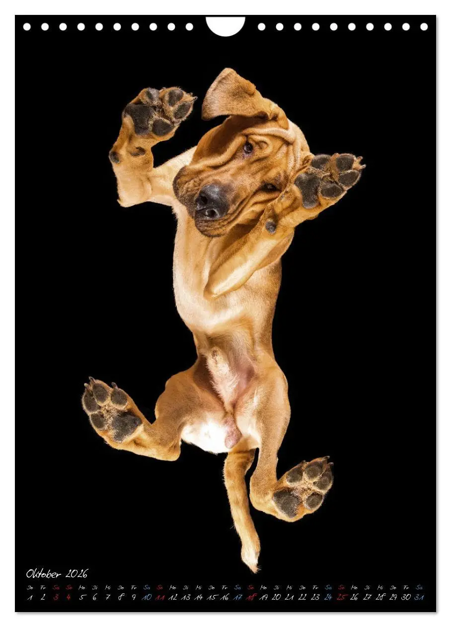 Bild: 9783516359701 | Down Under - Hunde auf der Glasplatte (Wandkalender 2026 DIN A4...