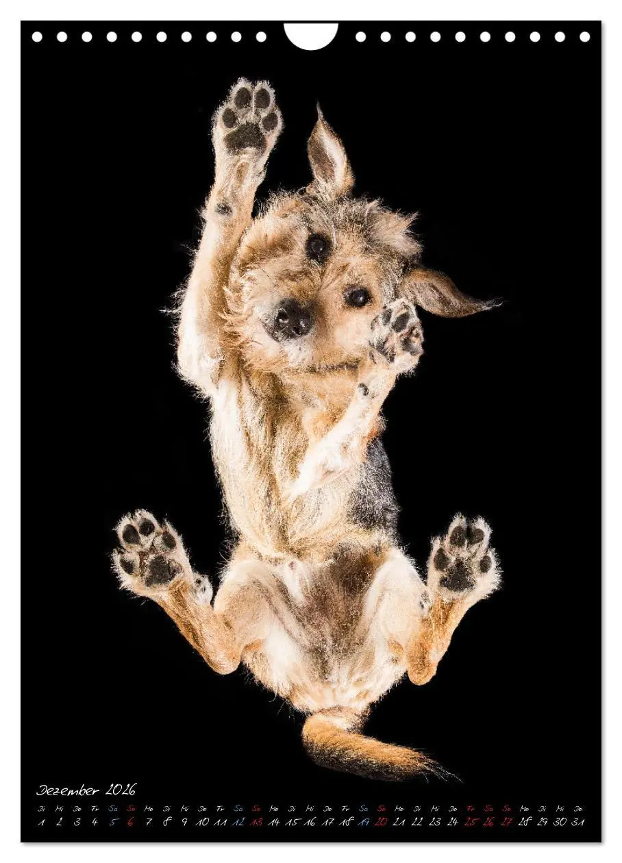 Bild: 9783516359701 | Down Under - Hunde auf der Glasplatte (Wandkalender 2026 DIN A4...