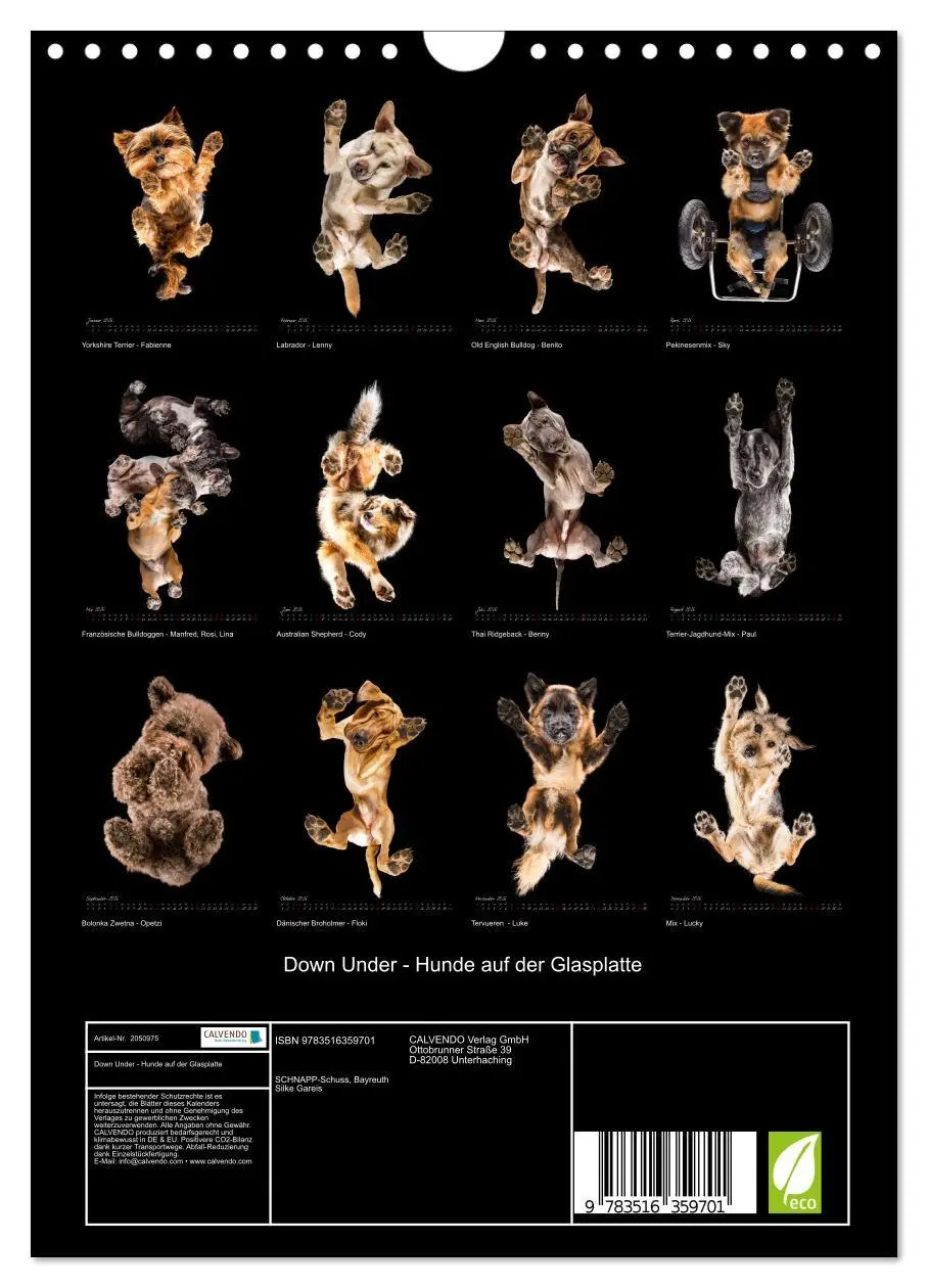 Bild: 9783516359701 | Down Under - Hunde auf der Glasplatte (Wandkalender 2026 DIN A4...