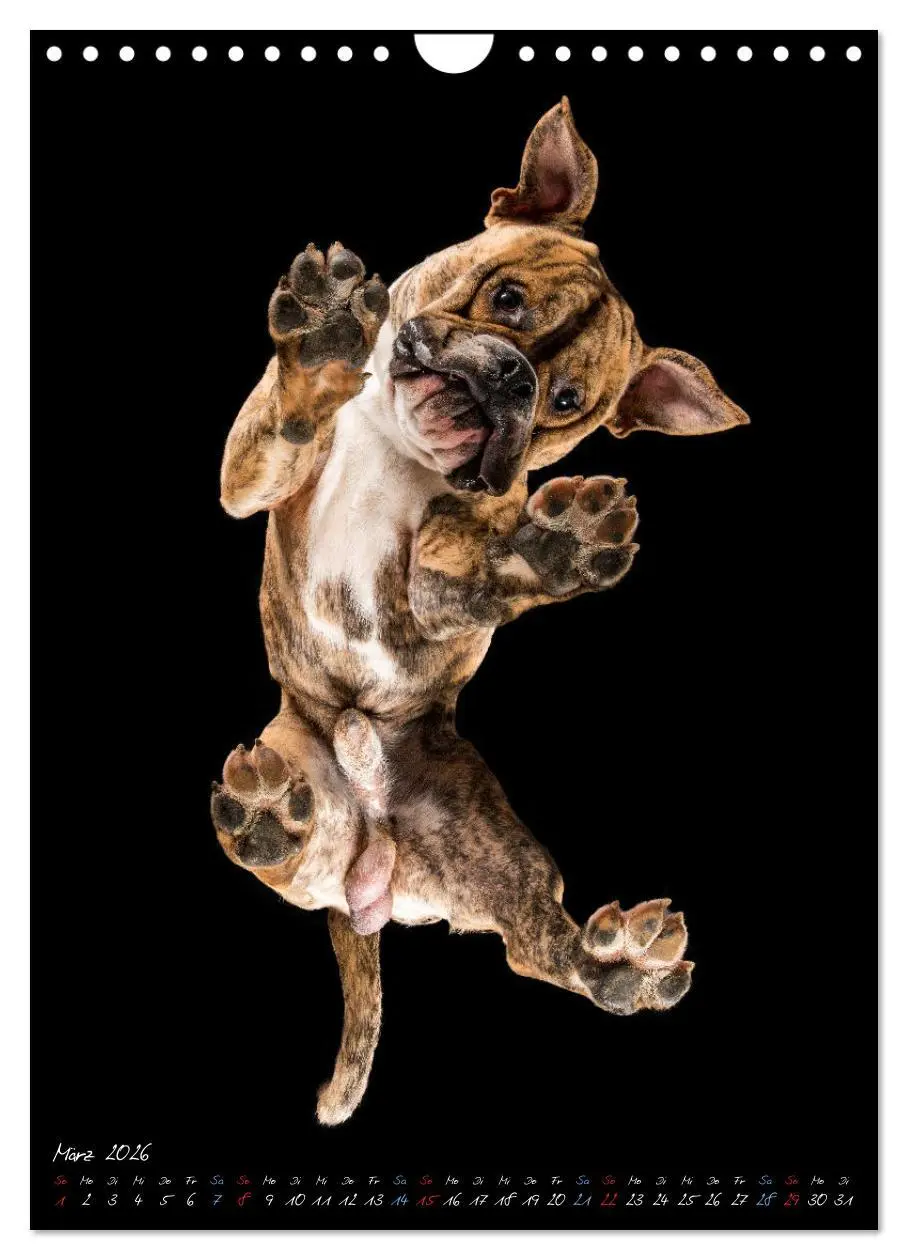 Bild: 9783516359701 | Down Under - Hunde auf der Glasplatte (Wandkalender 2026 DIN A4...