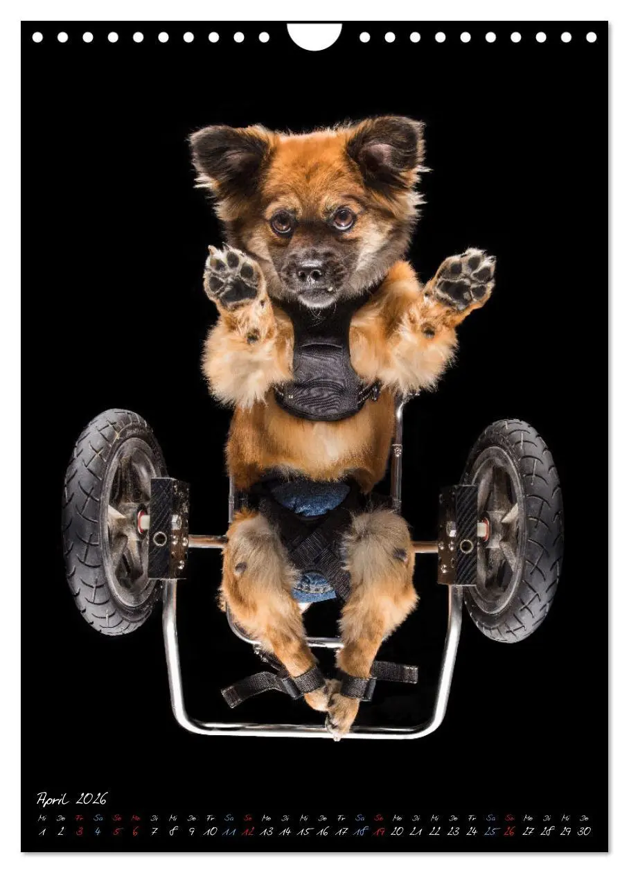 Bild: 9783516359701 | Down Under - Hunde auf der Glasplatte (Wandkalender 2026 DIN A4...