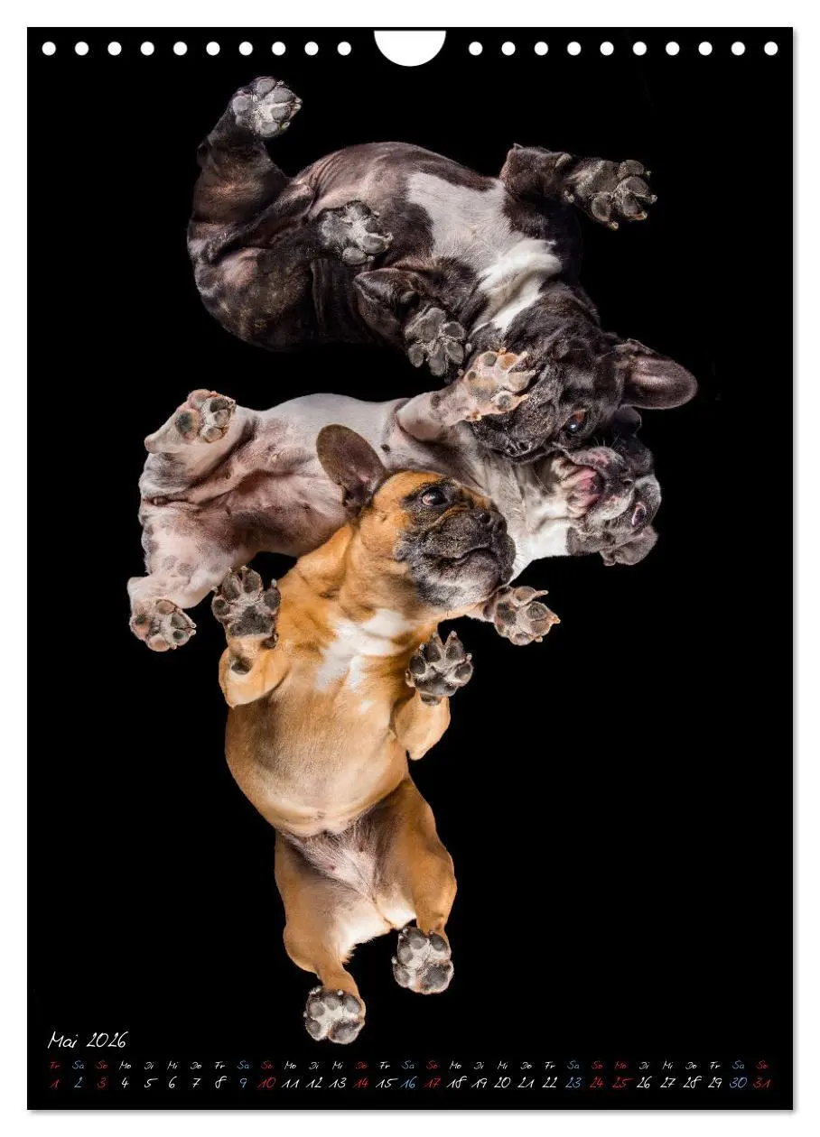 Bild: 9783516359701 | Down Under - Hunde auf der Glasplatte (Wandkalender 2026 DIN A4...