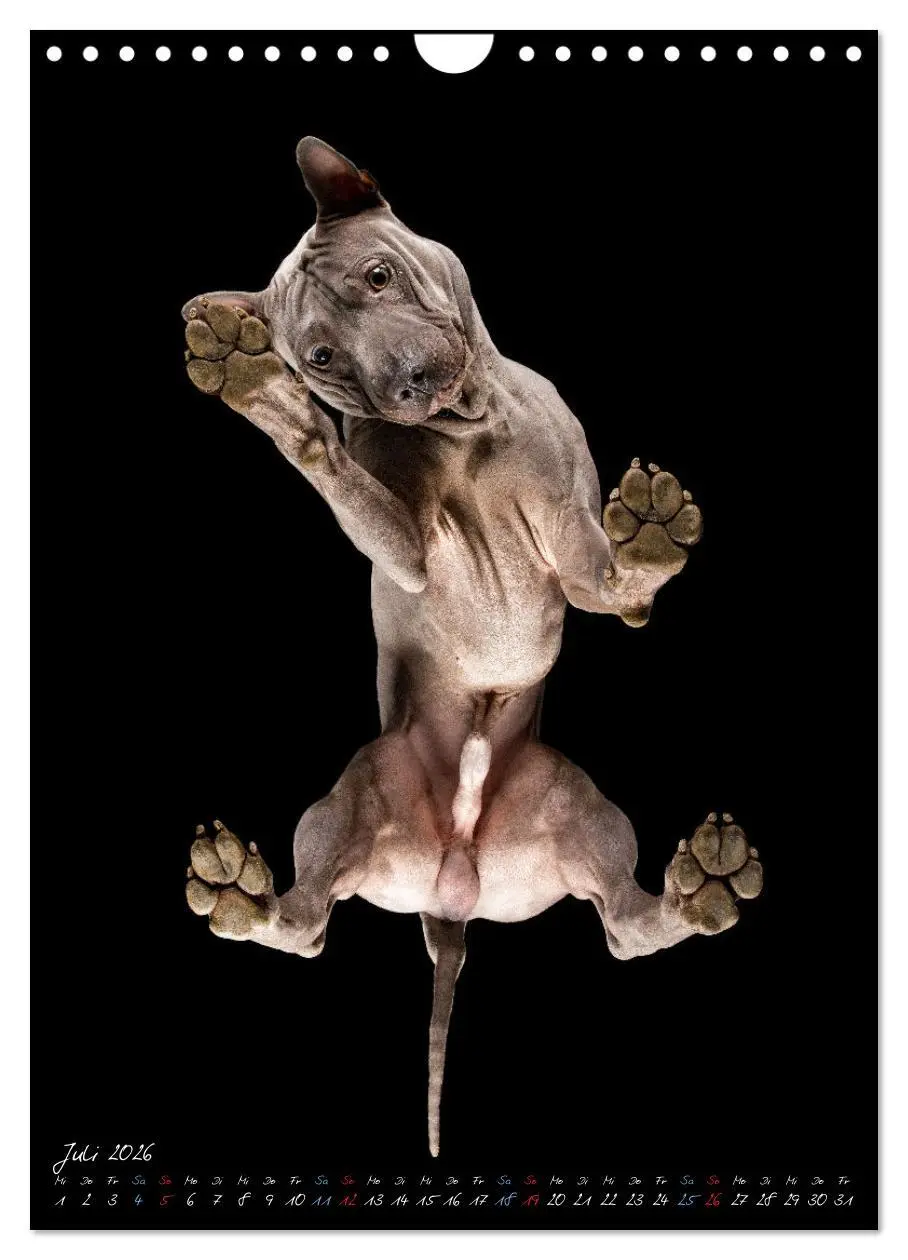 Bild: 9783516359701 | Down Under - Hunde auf der Glasplatte (Wandkalender 2026 DIN A4...